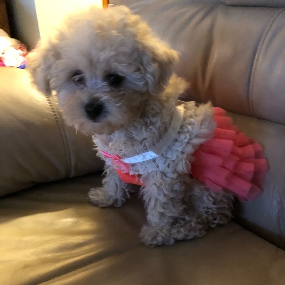 Meet your Posher, Lynn - Picture 1 of 2